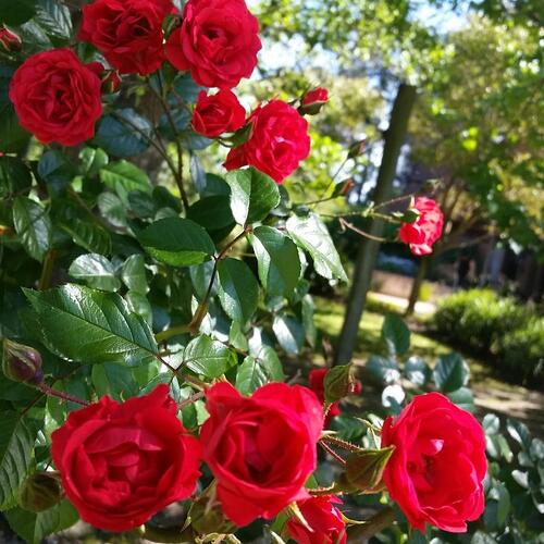 IMG_20171118_092552_982