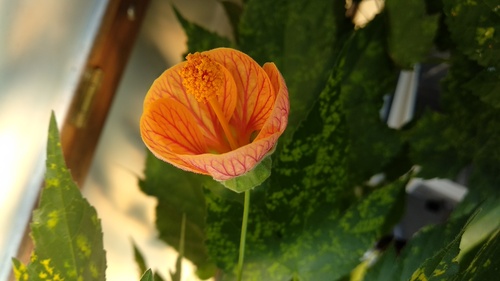 IMG_20180625_144247_resize_44