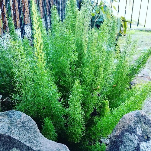 IMG_20180629_211713_317