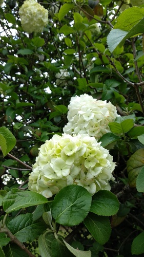 IMG_20180923_170917_edited_resize_54