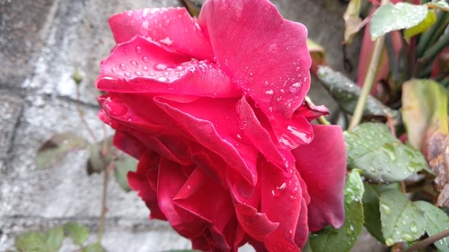 IMG_20181012_132203_resize_11