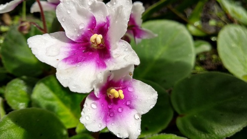 IMG_20190217_115421_resize_42