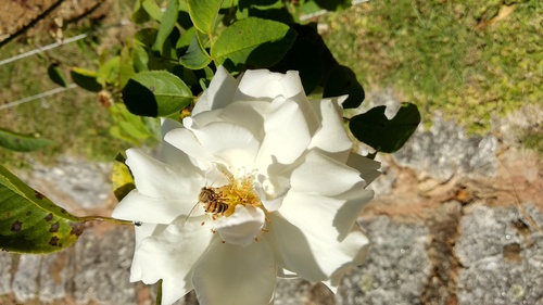 IMG_20190217_120748_resize_76