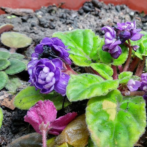 IMG_20190224_105113_627