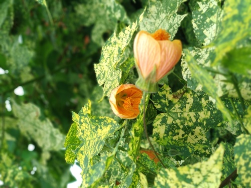 IMG_20190401_174035_resize_37