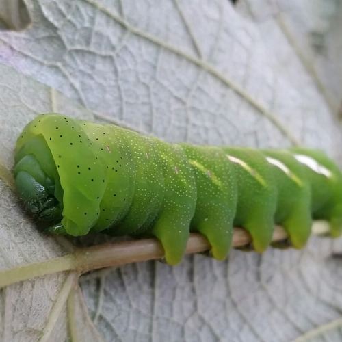 IMG_20180401_180820_253