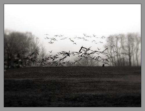 el_consejo el_consejo