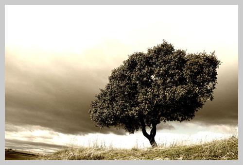 obligaciones obligaciones