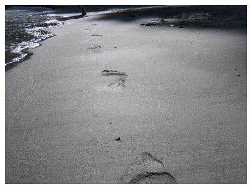 fragmento-lobo-estepario fragmento-lobo-estepario