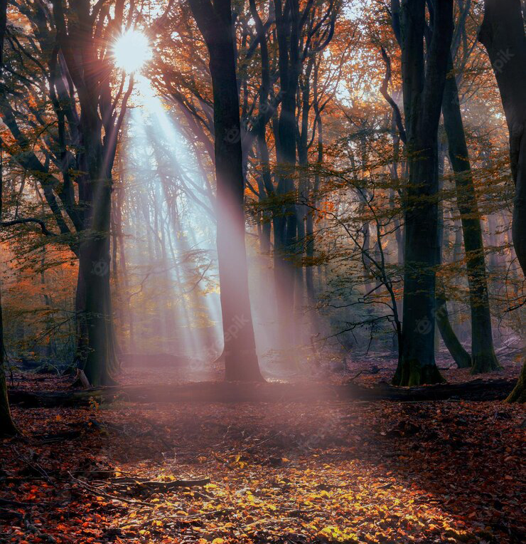 arbol_matinal arbol_matinal